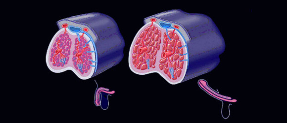 Organische Ursachen für erektile Dysfunktion