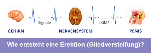 Was passiert bei einer Erektion